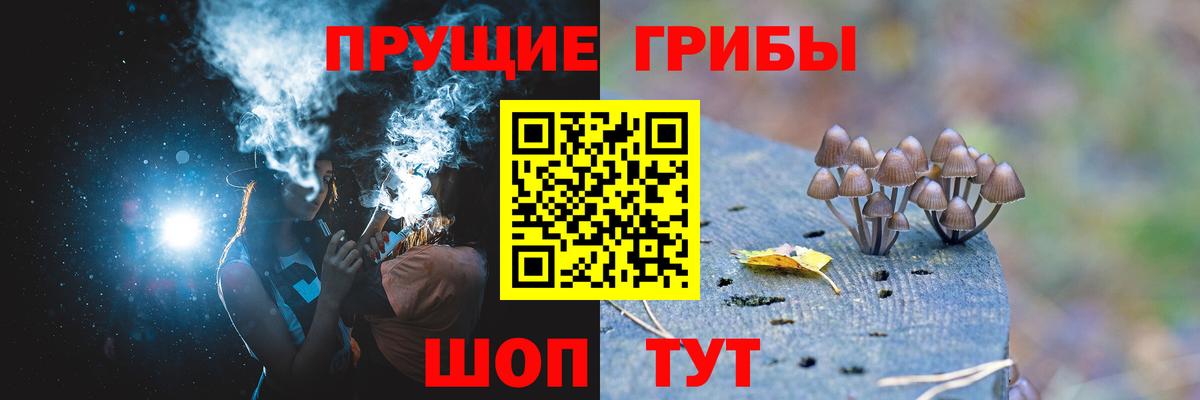 Галлюциногенные грибы Psilocybe Саратов
